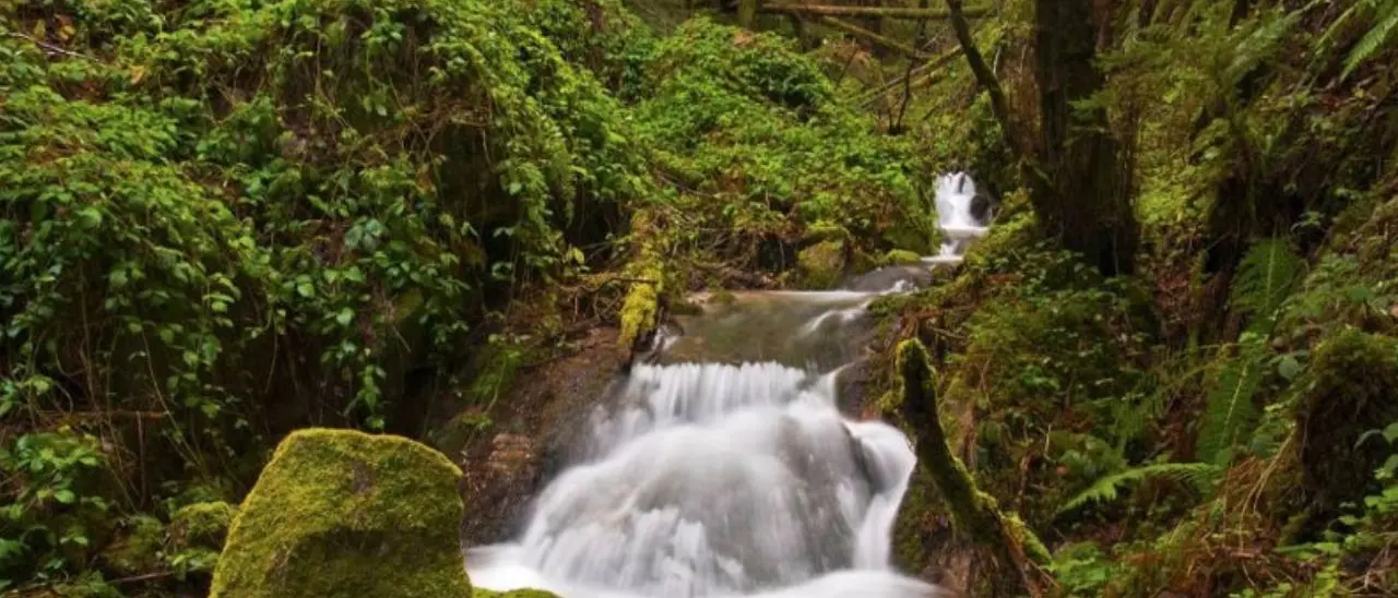 Mongiana, dove i carabinieri difendono la biodiversità delle Serre: la montagna vibonese tutta da scoprire