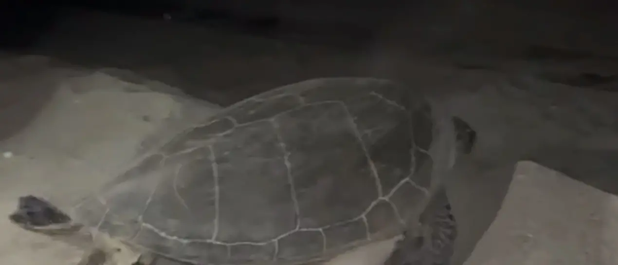 Tartaruga verde tenta di deporre le uova su una spiaggia calabrese. L’entusiasmo del Wwf: «Primo caso in Italia»