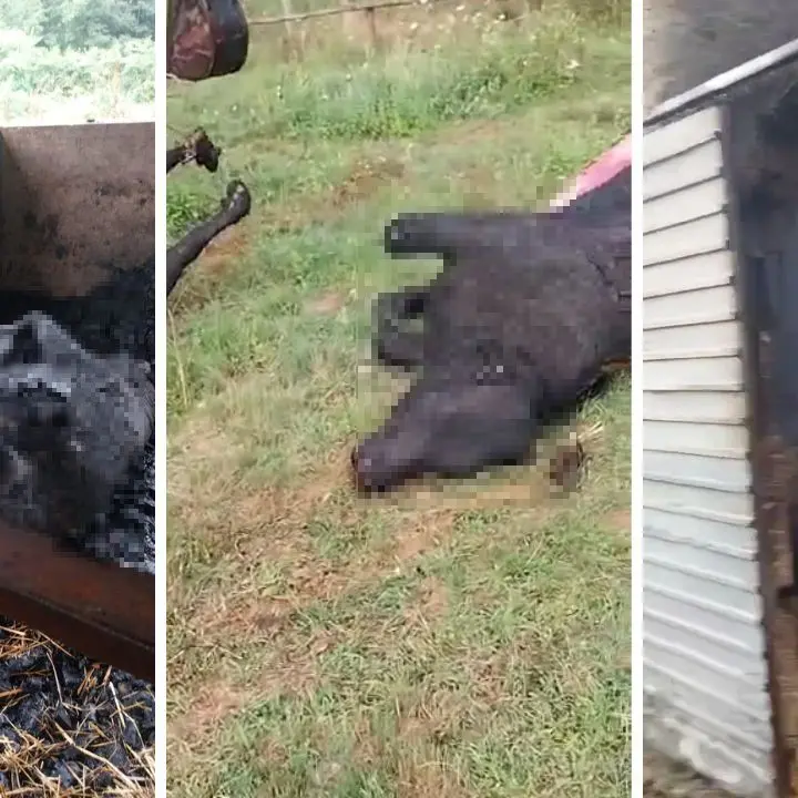 Spadola, vitelli e maiali bruciati vivi in una stalla. Poi a fuoco anche un’auto distante dall’incendio: «Rogo doloso, gente senza scrupoli»