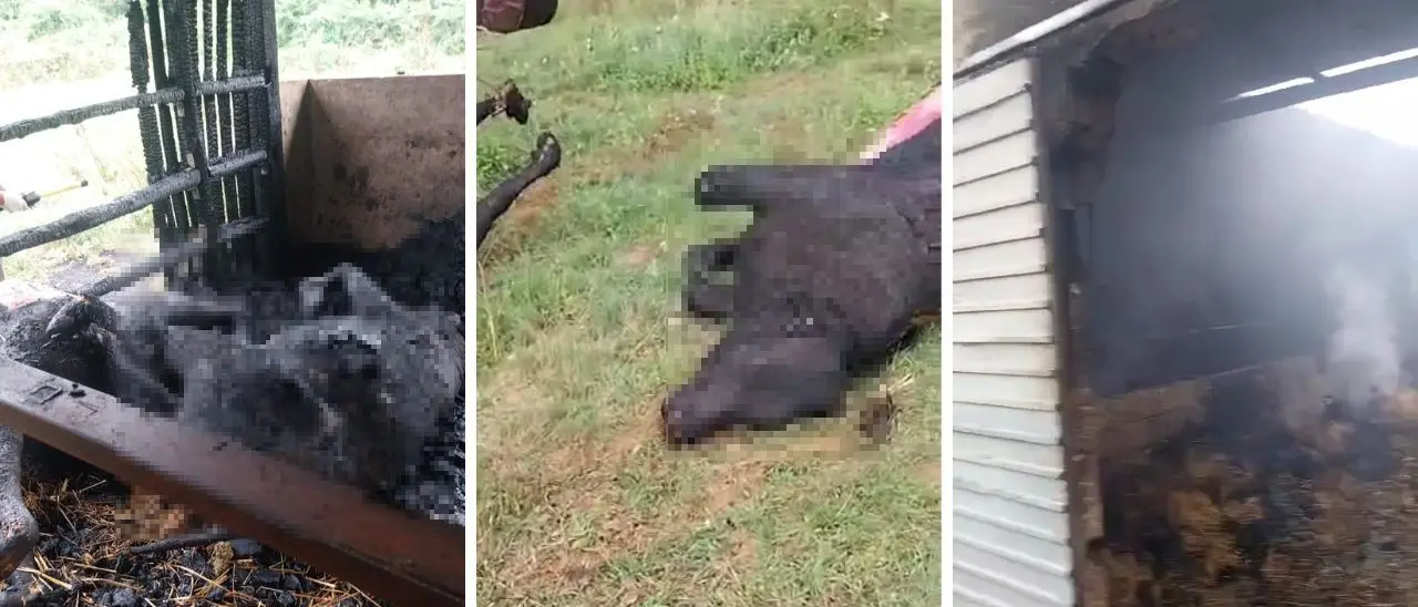 Spadola, vitelli e maiali bruciati vivi in una stalla. Poi a fuoco anche un’auto distante dall’incendio: «Rogo doloso, gente senza scrupoli»