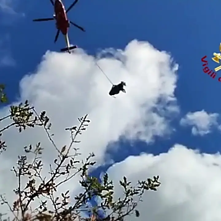 Coccorino, vigili del fuoco recuperano una mucca scivolata in un dirupo -Video