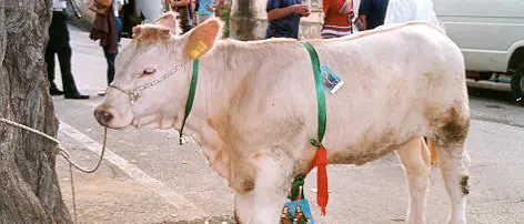 Brattirò, vitello in premio per la riffa. Diffida della Lav