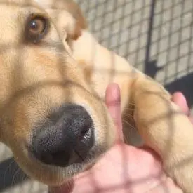 L’Enpa lancia il “food raising” anche a Vibo