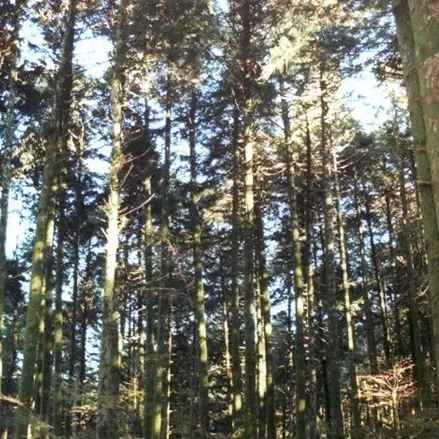 Anziano si smarrisce nel bosco ad Acquaro, ritrovato dopo alcune ore