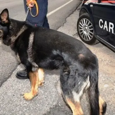 Nascondeva 84 grammi di cocaina, un arresto a Mileto