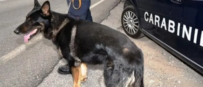 Nascondeva 84 grammi di cocaina, un arresto a Mileto