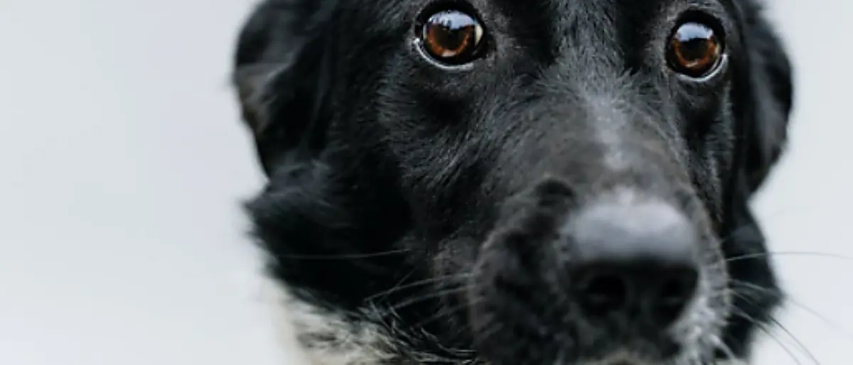 Botti di Capodanno, l’Aida: «Almeno 400 tra cani e gatti morti. Calabria maglia nera»