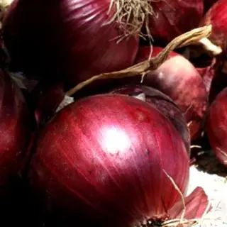 “La signora in rosso”, sabato il forum nazionale sulla cipolla di Tropea