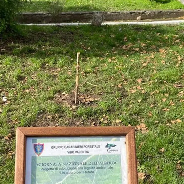 Vandali in azione a Vibo: tagliato l'albero della legalità dedicato a Giovanni Falcone