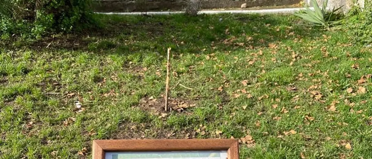 Vandali in azione a Vibo: tagliato l'albero della legalità dedicato a Giovanni Falcone