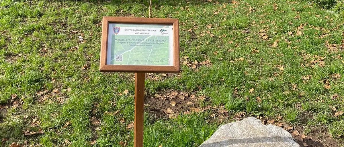 Albero della legalità tagliato a Vibo, il prefetto Lulli: «Va ripiantato»