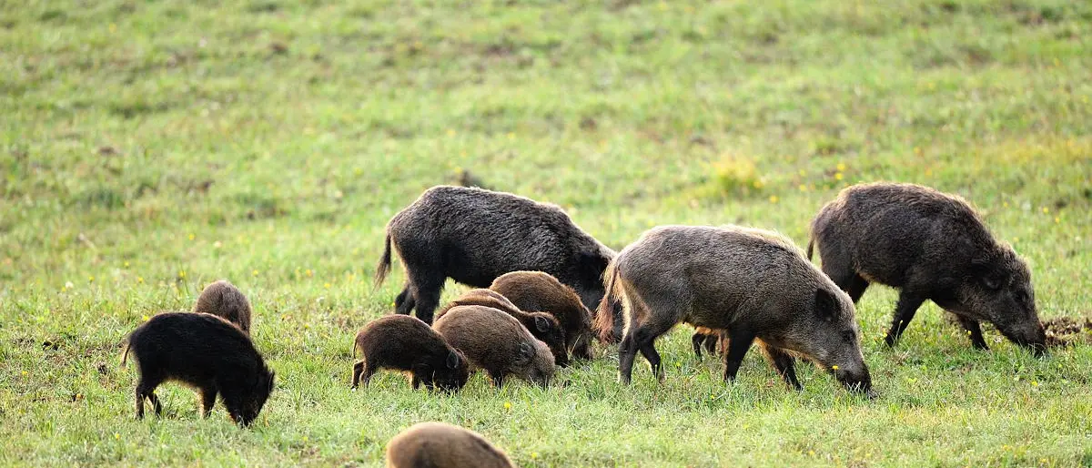 Emergenza cinghiali, incontro tra agricoltori e istituzioni