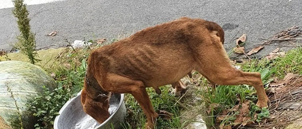 Morte sospetta di un cane in un canile del Vibonese. L’Enpa: «Accesso agli atti, tutto tace»