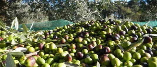Rubavano olive alle suore, due arresti a Limbadi