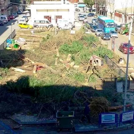 La logica illogica degli alberi sacrificati al dio cemento