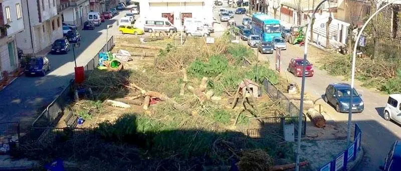 La logica illogica degli alberi sacrificati al dio cemento