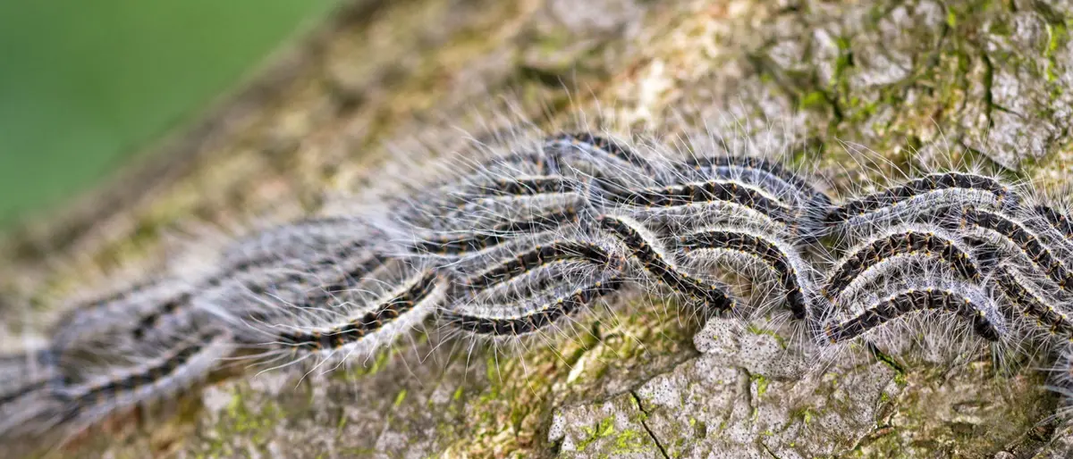 Emergenza processionaria, allarme di Lo Schiavo: «A rischio i nostri boschi»