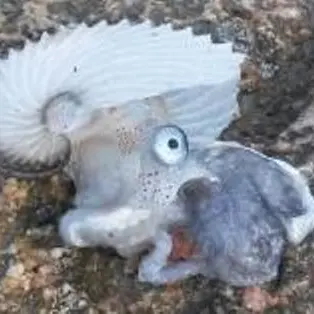 Rara specie marina ritrovata sulla spiaggia di Briatico