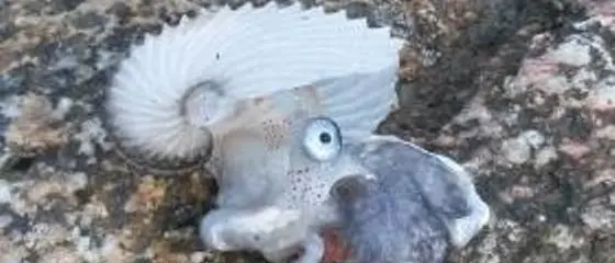 Rara specie marina ritrovata sulla spiaggia di Briatico