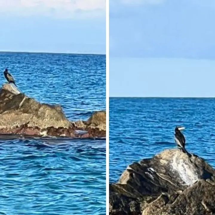 Briatico, cormorani avvistati e fotografati in località Punta Scrugli