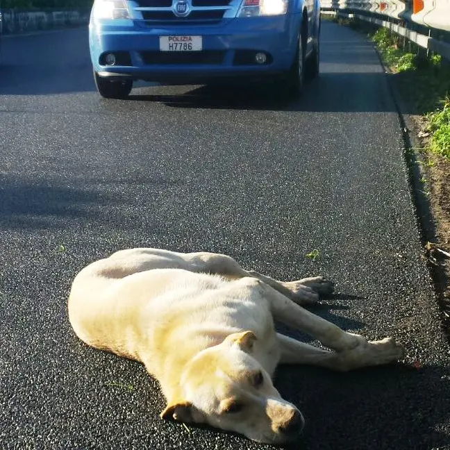 Superlavoro per la Polizia stradale: controlli serrati e un cane salvato sull’autostrada