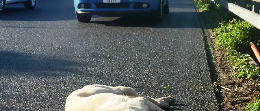 Superlavoro per la Polizia stradale: controlli serrati e un cane salvato sull’autostrada