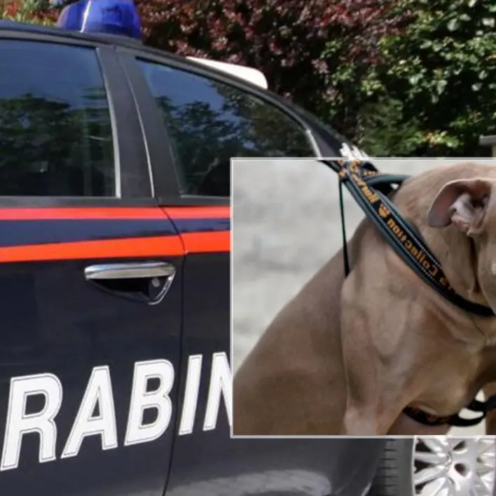 Filadelfia: picchia madre e sorella e poi scaglia un pitbull contro i carabinieri