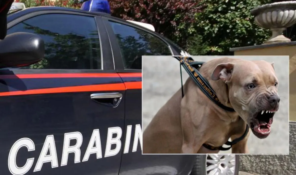Filadelfia: picchia madre e sorella e poi scaglia un pitbull contro i carabinieri