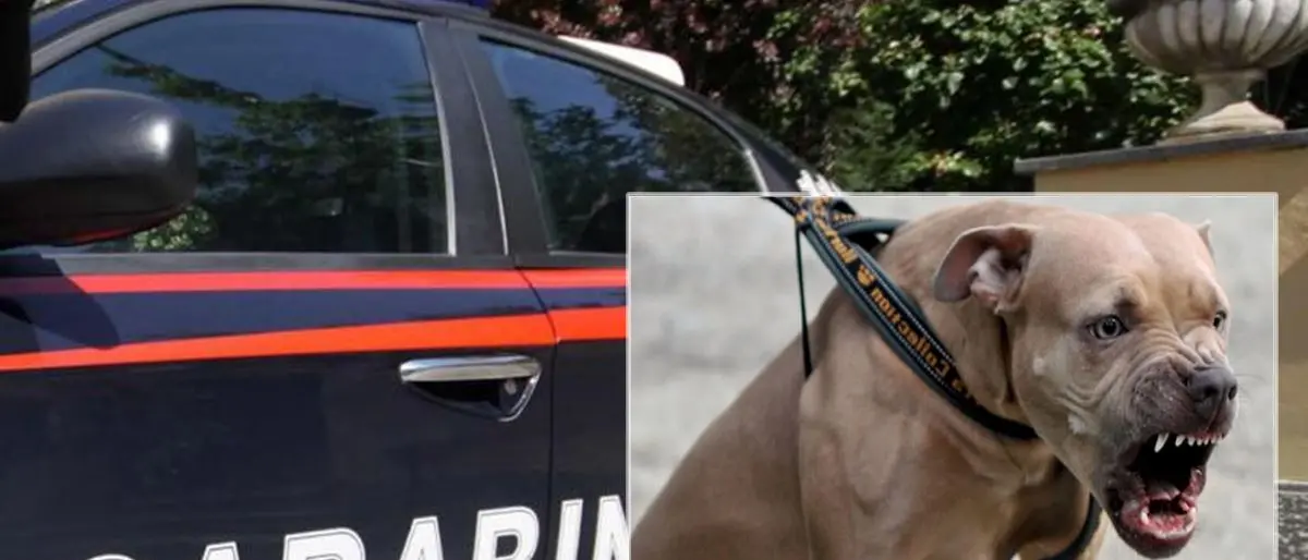 Filadelfia: picchia madre e sorella e poi scaglia un pitbull contro i carabinieri