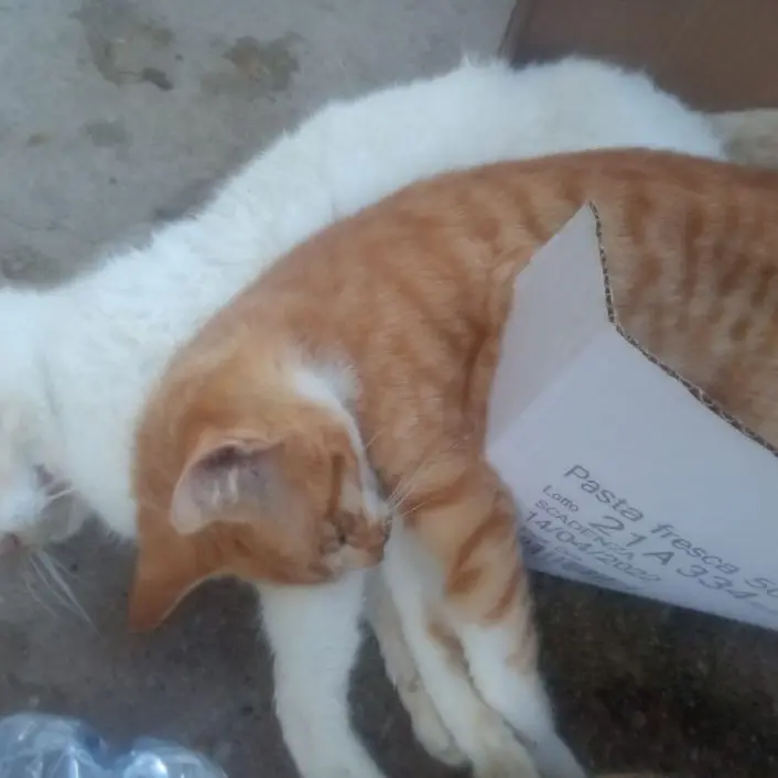 Strage di gatti sul territorio comunale di Mileto: indagini dei carabinieri