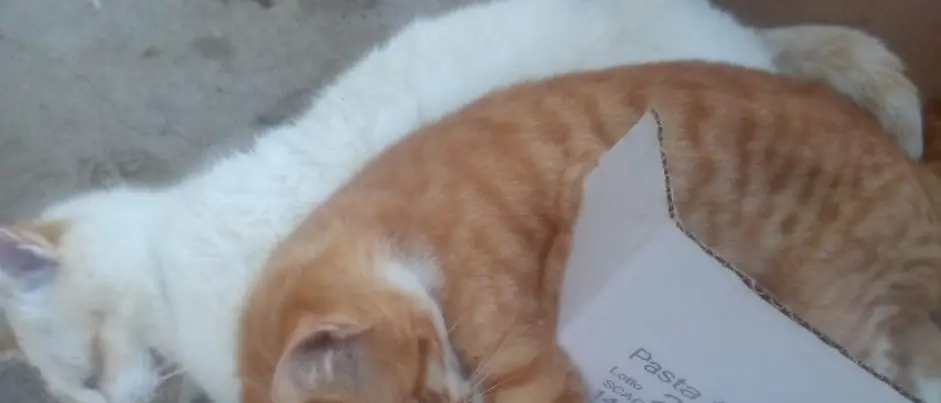 Strage di gatti sul territorio comunale di Mileto: indagini dei carabinieri