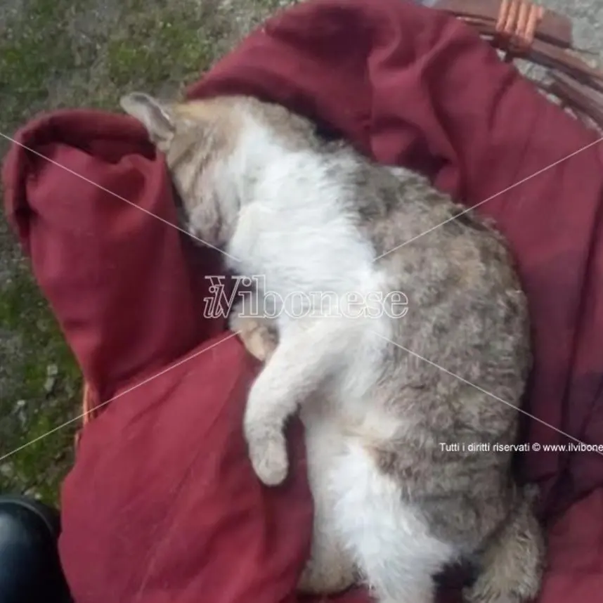 Strage di gatti sul territorio comunale di Mileto: ferma condanna del sindaco