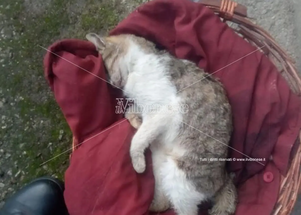 Strage di gatti sul territorio comunale di Mileto: ferma condanna del sindaco