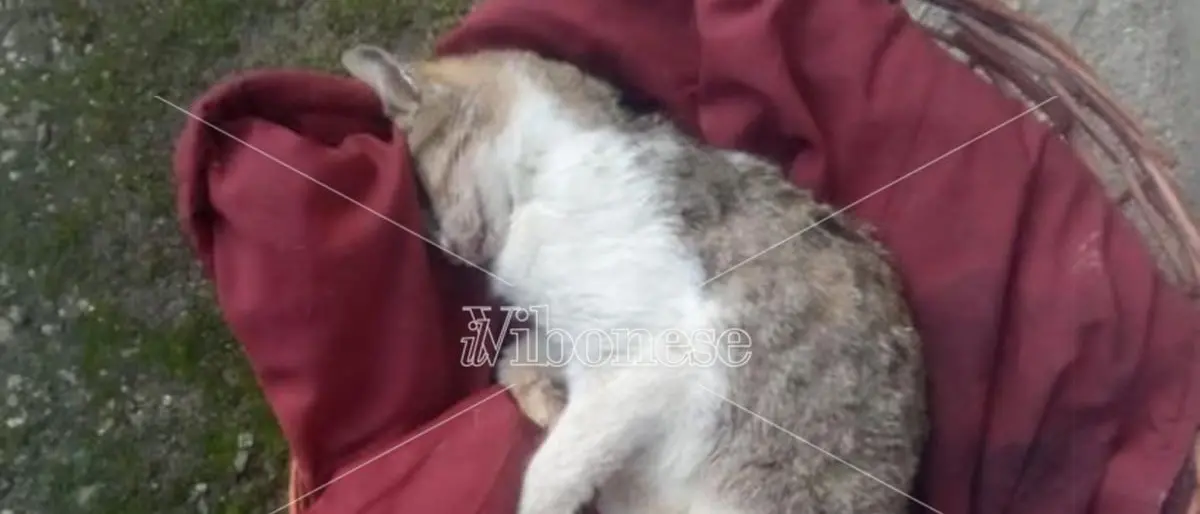 Strage di gatti sul territorio comunale di Mileto: ferma condanna del sindaco