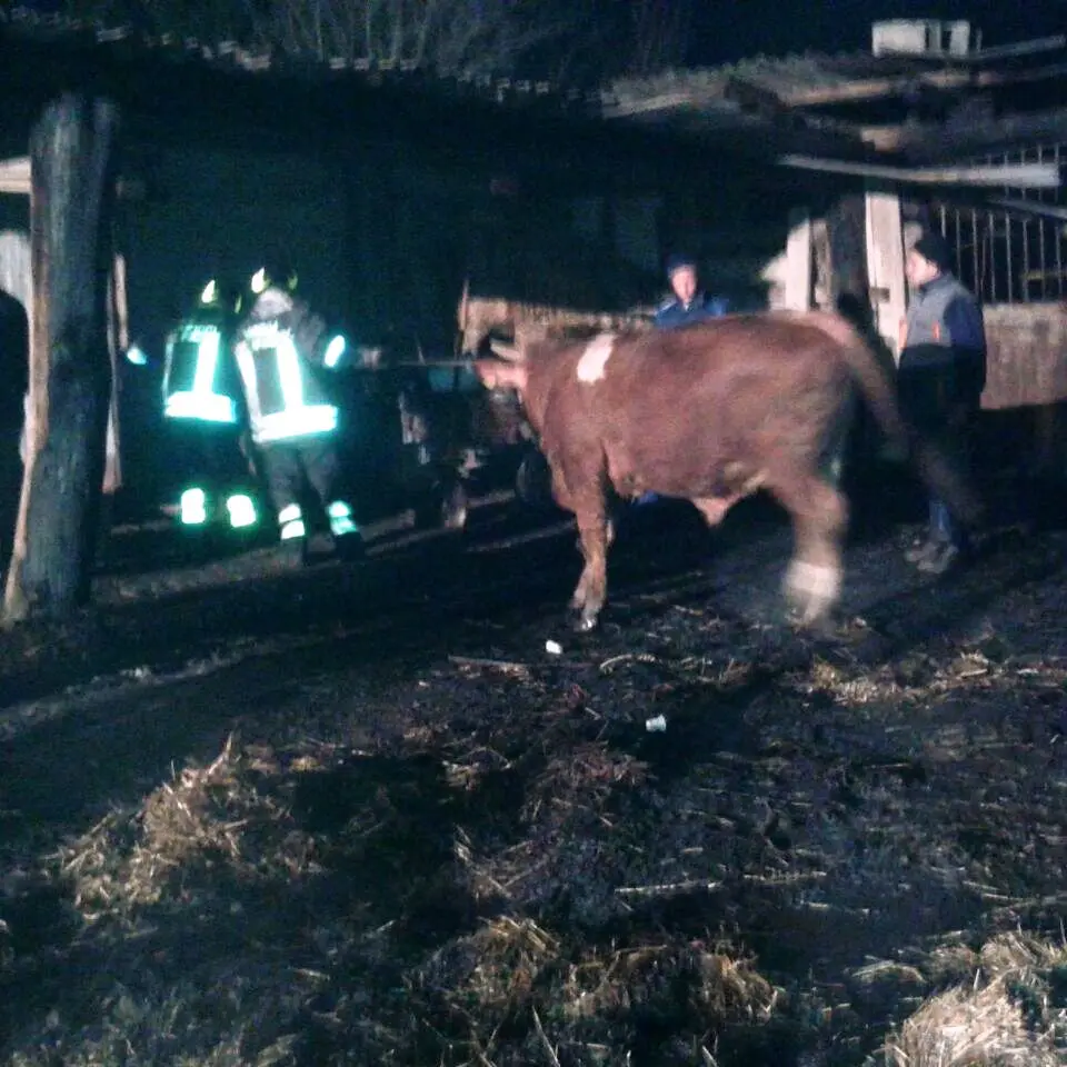 Incendio distrugge capannone agricolo, venti bovini salvati dai Vigili del fuoco - IMMAGINI