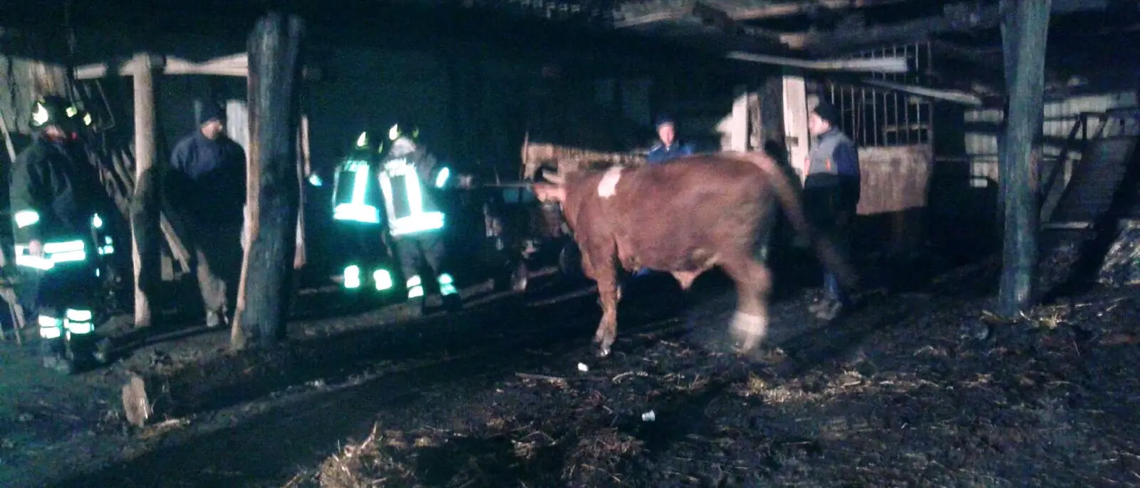 Incendio distrugge capannone agricolo, venti bovini salvati dai Vigili del fuoco - IMMAGINI