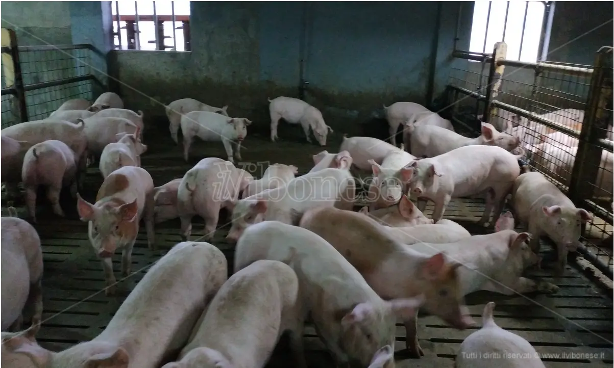 Scatta nel Vibonese l’allerta per la peste suina: «Nessun rischio per l’uomo» - Video