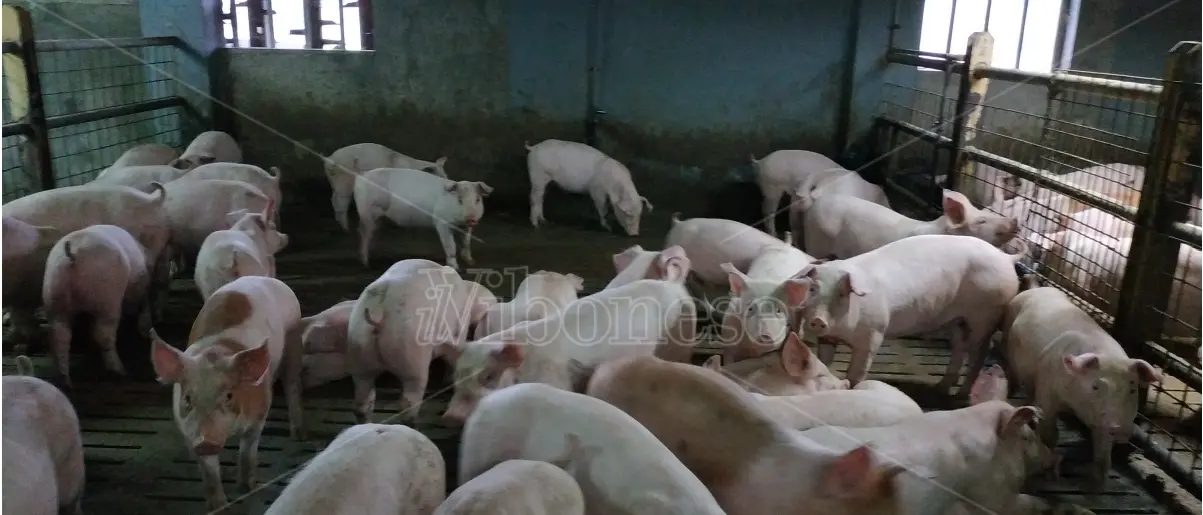 Scatta nel Vibonese l’allerta per la peste suina: «Nessun rischio per l’uomo» - Video
