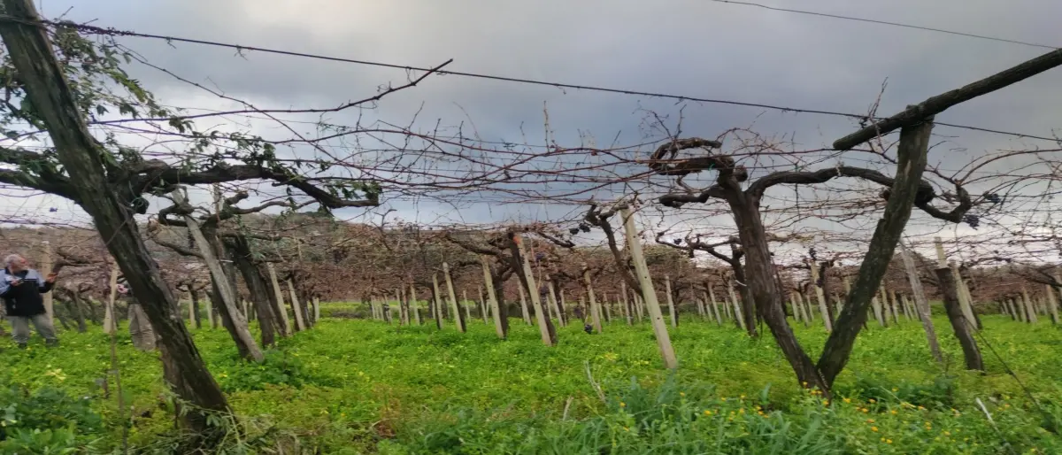Il Gal “Terre Vibonesi” alla (ri) scoperta dei prodotti di nicchia