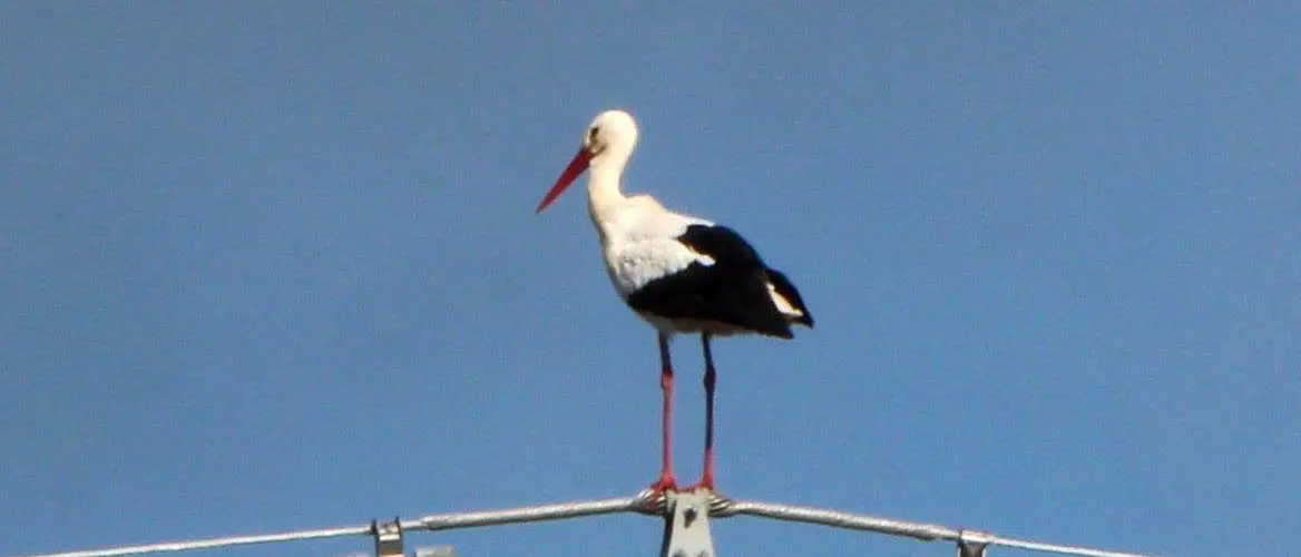 La cicogna della porta accanto