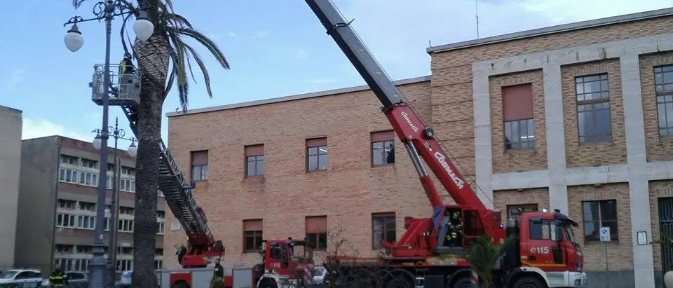 Abbattuta palma in piazza Municipio, ma non è tutta colpa del punteruolo