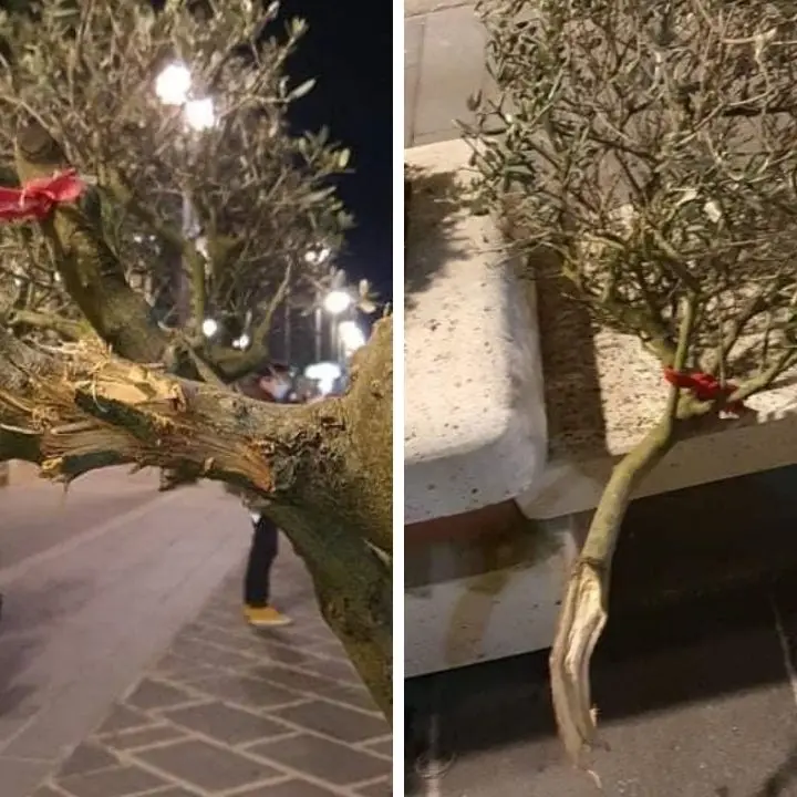 Vibo, vandali in azione lungo il corso: danneggiati alberi di ulivo