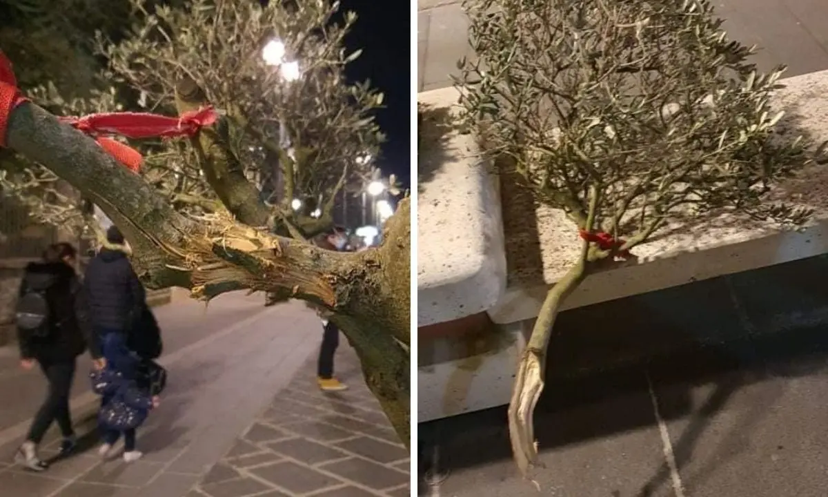 Vibo, vandali in azione lungo il corso: danneggiati alberi di ulivo