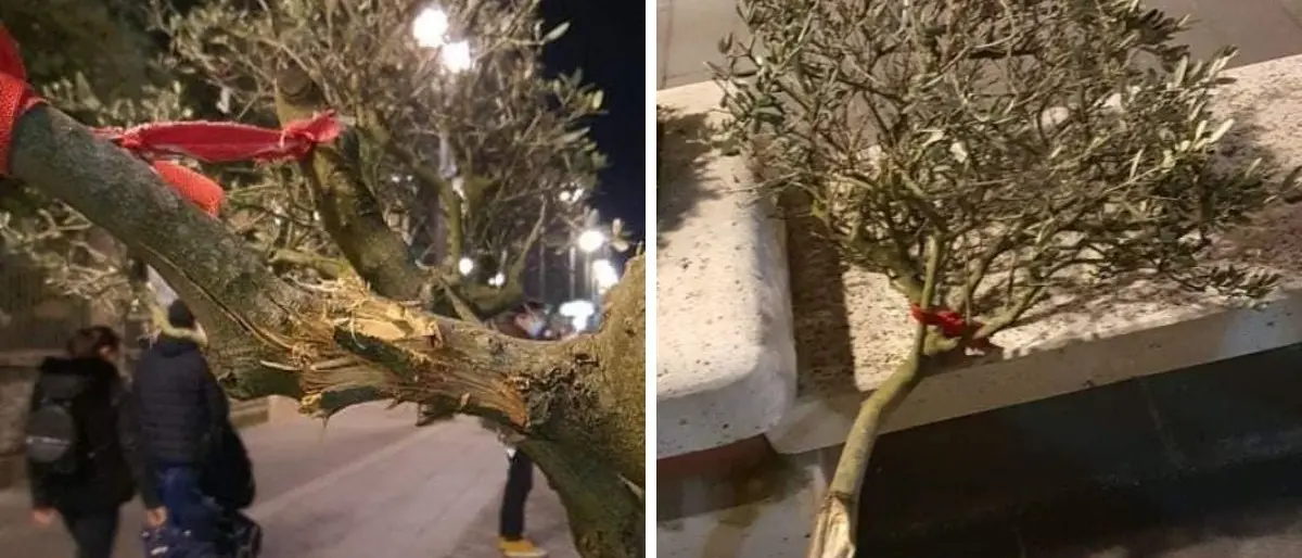 Vibo, vandali in azione lungo il corso: danneggiati alberi di ulivo