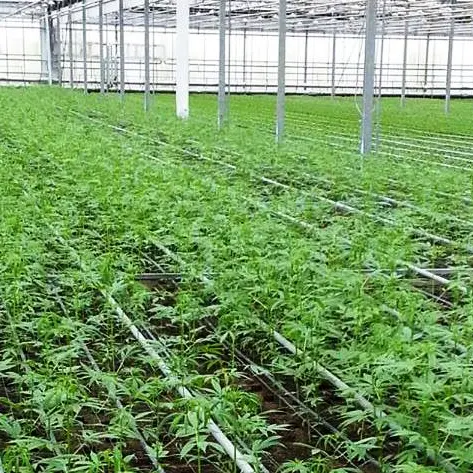 La cannabis per uso alimentare è “made in Pizzo”