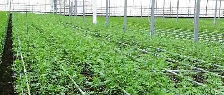 La cannabis per uso alimentare è “made in Pizzo”