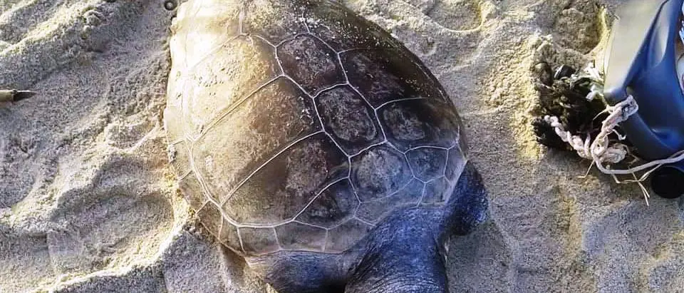 Zambrone, tartaruga morta ritrovata in spiaggia