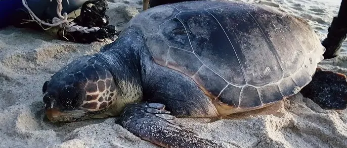 Tartaruga marina moribonda a Ricadi, ennesimo rinvenimento