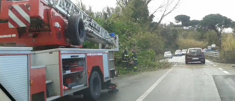 Maltempo, cade albero in contrada Silica
