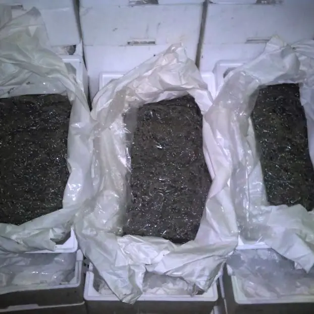 Pesca, imprenditore ittico denunciato dai carabinieri